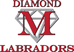 Diamond M Labradors